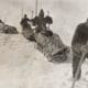 The First Greenland Crossing