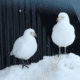 A pair of snowy sheathbills, much maligned